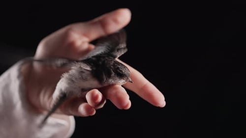 Small Bird Perched on a Person's Hand