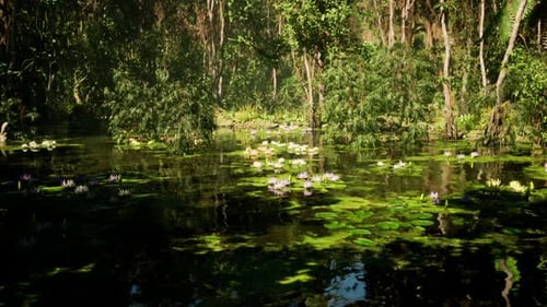 Serene Reflections in a Jungle Wetland in Vietnam During Midday