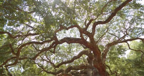 Angel Oak Tree Branches in Sunny South Carolina