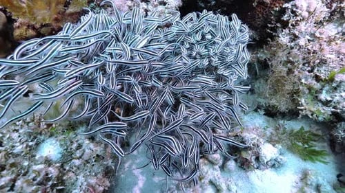 Impressive school of catfish swaying in the ocean current while eating.