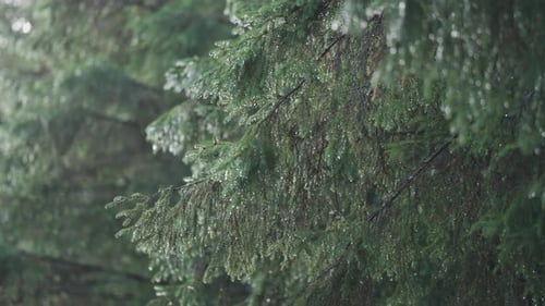 Pine tree branches are beaded with raindrops after the rain. A close-up parallax shot.