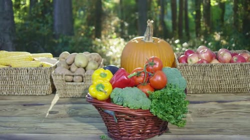 Fresh Vegetables Harvested From the Eco Farm Basket Full of Green Ripe Produce Organic Crops Ready