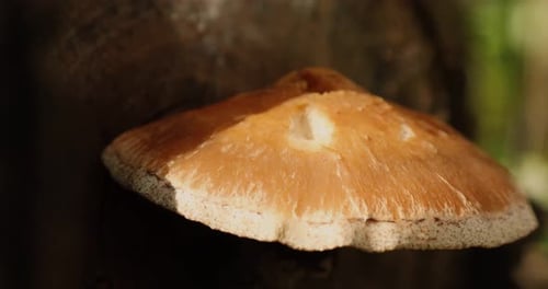 Wild forest mushroom growing out of a log during the autumn season. Shot in 4k slow motion.