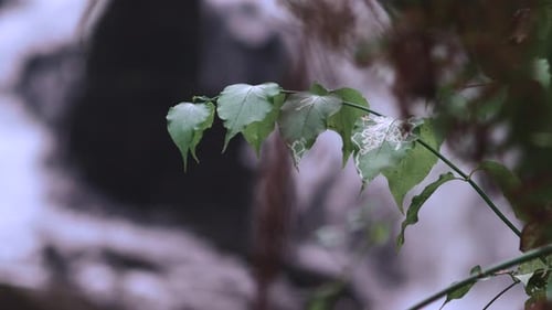 Leaves and Vines in Foreground in Front of Waterfall