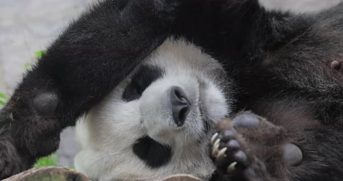Giant panda is sleeping (Ailuropoda melanoleuca) also known as the panda bear or simply the panda,