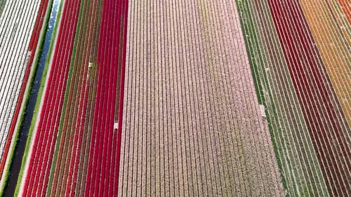 Aerial View of Colorful Agricultural Flower Fields