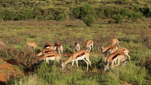 Springbok Herd Grazing in Sunny African Grassland