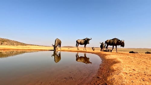 Wildebeest at watering hole on African desert landscape