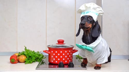 Dachshund Dog Dressed as Chef in Kitchen