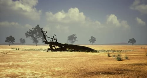 Slow Pan Across Dry Desert Landscape with Fallen Tree