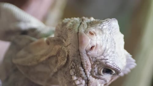 Closeup of a Lizard Sitting on a Green Plant Lizards Belong to the Class of Reptiles Vertical Video
