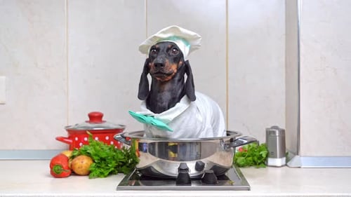 Funny Dachshund Dog Inside Cooking Pot on Stove