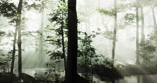 Misty Morning Light Dances Through Trees in a Serene Forest Landscape