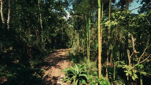 Walking Through Lush Tropical Jungle Path