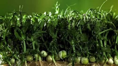 Watering Pea Sprouts in a Close Up Shot
