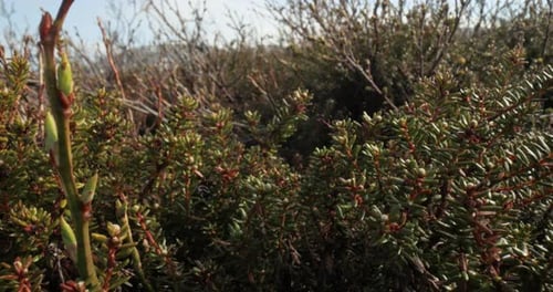 Toundra arctique. Empetrum est un genre de trois espèces d'arbustes nains à feuilles persistantes de la famille des
landes