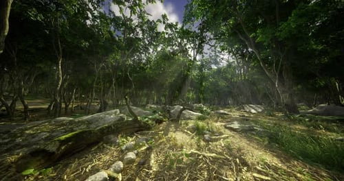 Lush Forest with Sunlight Filtering Through Trees in a Tranquil Setting