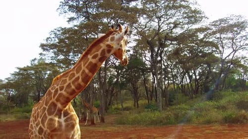 Tier-, Natur- und Wildtierkonzept - Giraffengruppe in Savannah At