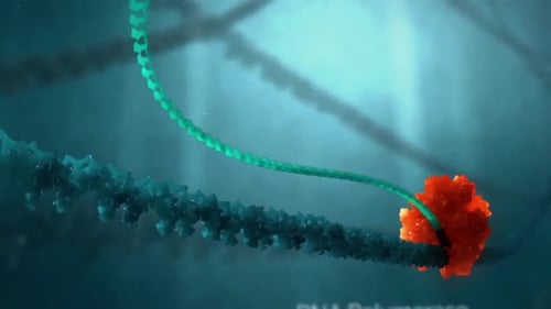 DNA helicase enzyme unwinding double helix structure