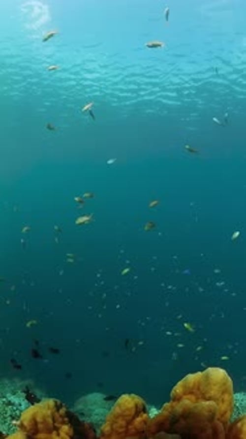 Coral Reef and Marine Fish Underwater World Scene