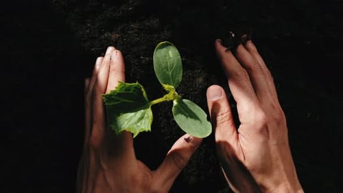 Hands Planting a Delicate Seedling in Rich Soil