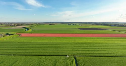 Aerial view of colorful tulip field rows in the Netherlands countryside.
