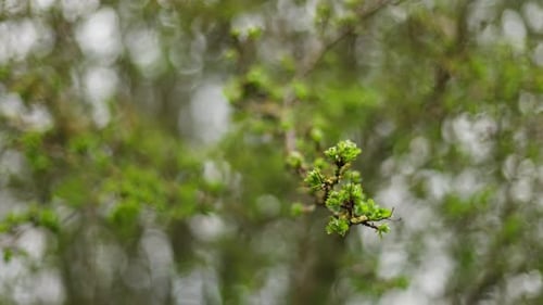 Close up orbiting view of new green tree buds emerging in early spring