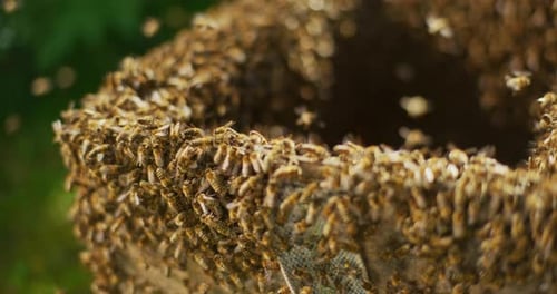 View of Working Bees in Hive Close Shot