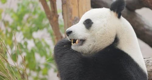 Giant panda (Ailuropoda melanoleuca) also known as the panda bear or simply the panda, is a bear