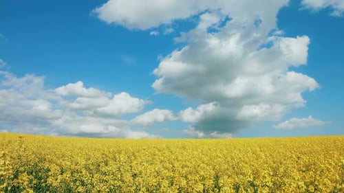 Summer Landscape with Rape Field on the Background of Beautiful Sky