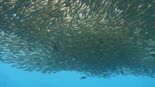 Thick Cloud of Selar Boops Oxeye Scad Fish Swim Together for Protection