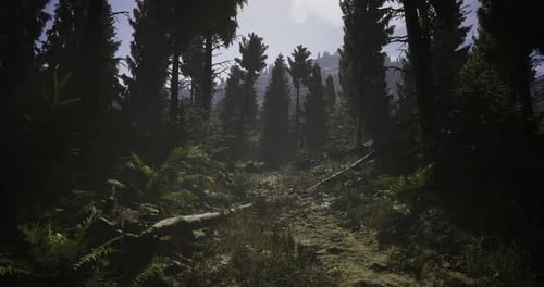 Serene Forest Trail Surrounded By Tall Trees in a Tranquil Environment