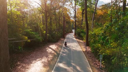 motorcycle aerial view riding at sunset in giant tree forest scenic road