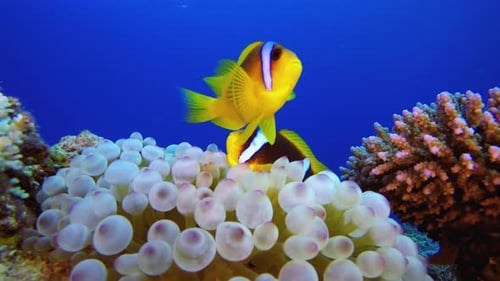 Underwater Sea Tropical Clownfish