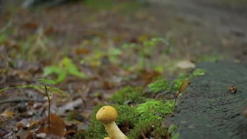 Autumn forest. A tree stump among fallen leaves covered with moss and mushrooms.