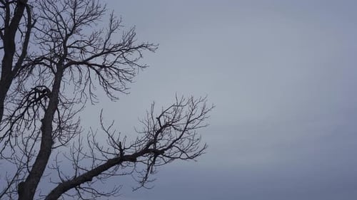 Silhouette Of A Deciduous Tree During Winter