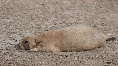 Prairie dog on ground