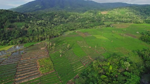 Aerial Slow Descending Over Green Terraced Rice Fields and Tropical Forest