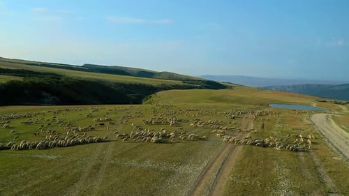 Sheep Graze Peacefully in Vast Green Landscape