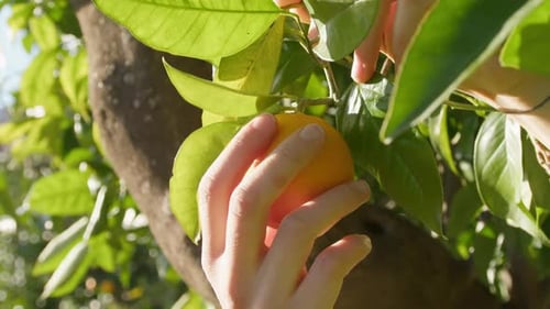 Picking Up Mediterranean Fruits In South Italy