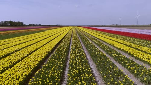 Color Contrast: Aerial View of Dutch Flower Fields with Yellow and Red Tulips
