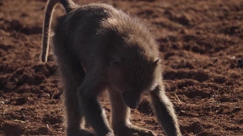 Baboon on Ground in African Savanna
