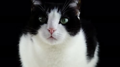 Charming Black and White Cat Posing on Black Background
