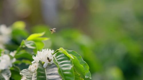 Bees flying around white flowers and collecting pollen nectar in slow motion