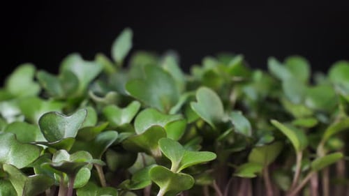 Close Up of Fresh, Green Microgreens