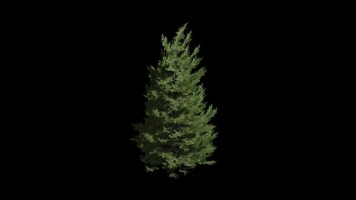 Animated Evergreen Tree Swaying in Breeze