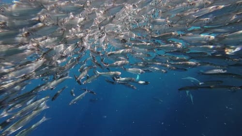 Underwater View of Shoal Sardine Fish in Sea