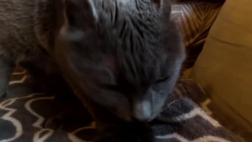 View of gray cat cleans itself and licking tail, cat grooming close, static