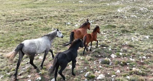 Horses Roaming Freely in a Mountainous Grassy Field
