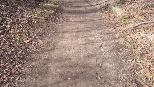 Forest Path in Autumn